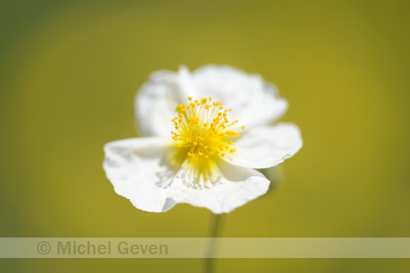 Wit Zonneroosje; White Rock-rose; Helianthemum apennium