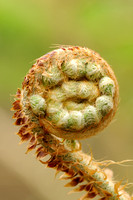 Zachte Naaldvaren; Soft Shield-fern; Polystichum setiferum