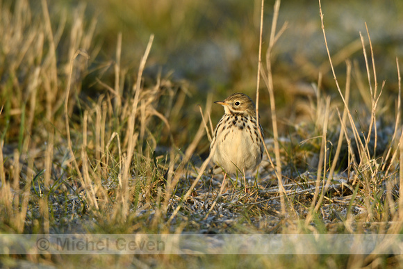 Graspieper; Meadow Pipit; Anthus pratensis