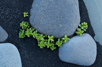 Zeepostelein - Sea Sandwort - Honkenya peploides