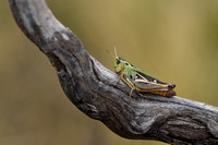 Brommer; Black-spotted Toothed Grasshopper; Stonbothrus nigromac