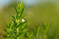 Genadekruid; Hedge Hyssop; Hedgehyssop; Gratiola officinalis