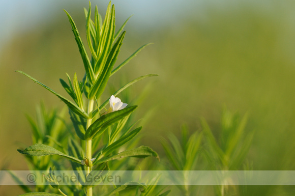 Genadekruid; Hedge Hyssop; Hedgehyssop; Gratiola officinalis