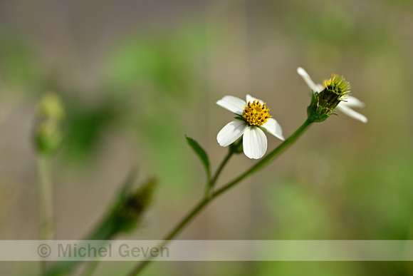 Black-Jack; Bidens pilosa