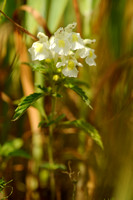 Bleekgele Hennepnetel; Downy Hemp Nettle; Hempnettle; Galeopsis