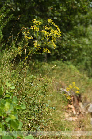 Ferulago campestris