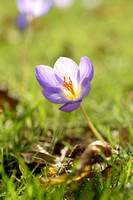 Herfstkrokus; Bieberstein's Crocus; Crocus speciosus