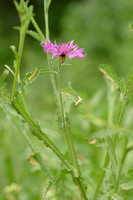 Centaurea napifolia