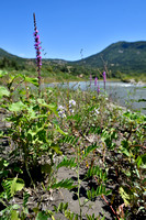 Galega; Goat's-Rue; Galega officinalis