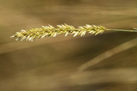 Wimperparelgras; Melica ciliata