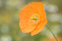 Donzige klaproos; Atlas poppy; Papaver atlanticum