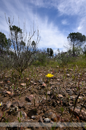 Jersey Buttercup; Ranunculus paludosus