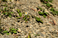 Bergmargriet; Leucanthemum adustum