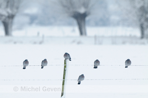 Holenduif; Stock Dove; Columba oenas;