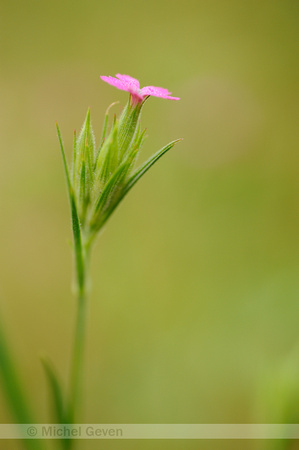 Ruige Anjer; Deptford Pink; Dianthus armeria;