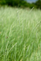 Veldkweek; Elymus campestris; subsp. campestris