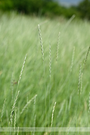 Veldkweek; Elymus campestris; subsp. campestris