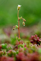 Kandelaartje; Rue-leaved saxifrage; Saxifraga tridactylites
