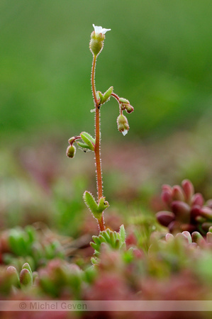 Kandelaartje; Rue-leaved saxifrage; Saxifraga tridactylites