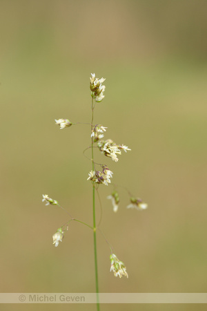 Veenreukgras; Holy Grass; Hierochlo‘ odorata