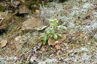 Helleborus argutifolius