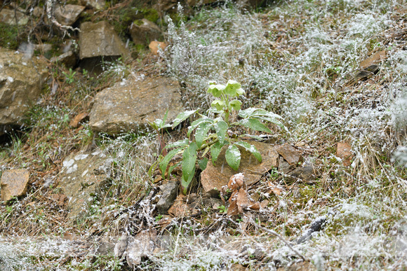 Helleborus argutifolius