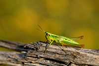 Kleine Goudsprinkhaan; Small Gold Grasshopper; Euthystira brachy