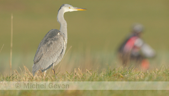 Blauwe Reiger met mountainbiker