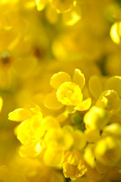 Mahonie; Oregon Grape; Berberis auifolium;