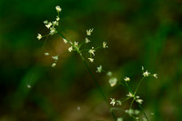 Witte Veldbies; White Wood-rush; Luzula luzuloides