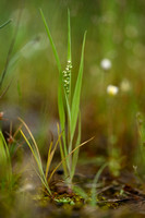 Klein trilgras; Lesser Quacking-grass; Briza minor