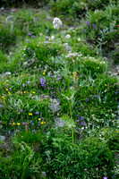 Echte Valeriaan; Valerian; Valeriana officinalis