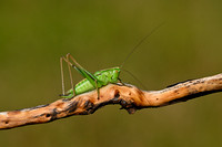 Lichtgroene sabelsprinkhaan - Two-coloured Bush-cricket - Bicolorana bicolor