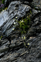 Saxifraga aspera