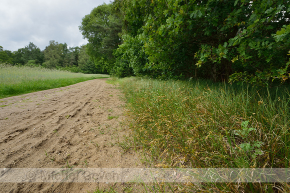 Zandzegge; Sand Sedge; Carex arenaria;