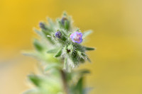 Echium calycinum