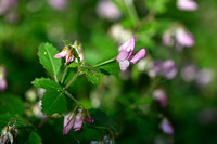 Ononis rotundifolia