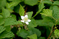 Wasbraam; Rubus luticola