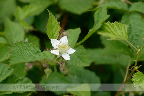 Wasbraam; Rubus luticola