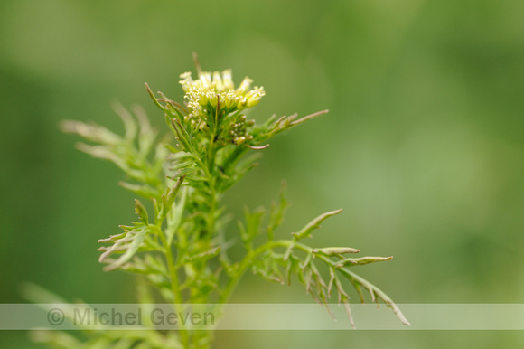 Michel Geven Natuurfotografie | Springzaadveldkers - Narrow-leaved ...