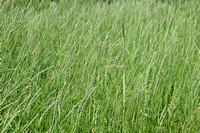 Veldkweek; Elymus campestris; subsp. campestris