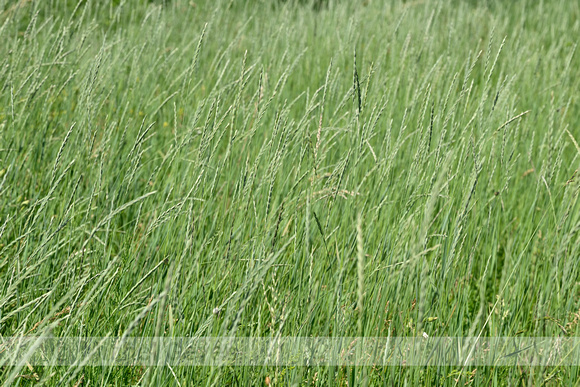 Veldkweek; Elymus campestris; subsp. campestris