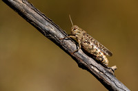 Italiaanse rozevleugel; Common Pincer Grasshopper; Calliptamus i