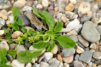 Kleine majer; Purple Amaranth; Amaranthus blitum