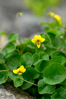 Tweebloemig viooltje; Alpine Yellow-violet; Viola biflora