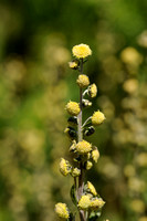 Artemisia atrat