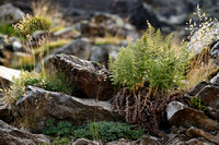 Dryopteris villarii