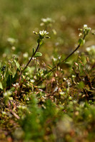 Kluwenhoornbloem; Sticky Mouse-ear; Cerastium glomeratum