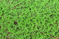 Grote kroosvaren; Water-fern; Azolla filiculoides