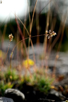 BadenÕs bluegrass; Poa badensis